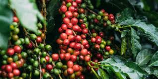 Kenyan Coffee Varieties: A Comprehensive Overview of The Top ...
