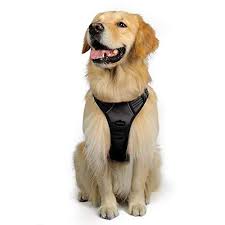 What Is The Best Dog Harness 2019 In Canada Read Our Top 10