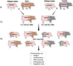 Frontiers An F2 Pig Resource Population As A Model For