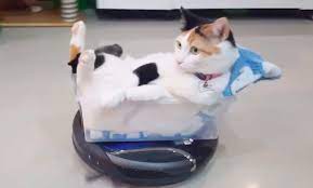 Coola katten älskar att åka Roomba dammsugare - Gilla.se