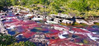 Explore caño cristales holidays and discover the best time and places to visit. Todo Lo Que Debes Saber Para Viajar A Cano Cristales