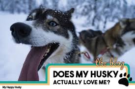 Dogs quickly learn that their owners keep the good. Does My Husky Love Me 13 Real Signs Of Husky Affection My Happy Husky