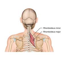 In the upper back region, the trapezius, rhomboid major, and levator scapulae muscles anchor the scapula and clavicle to the spines of several vertebrae and the occipital bone of the skull. Chest Shoulder Upper Back Anatomy The Wellness Digest