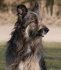 The irish wolfhound poodle mix is a mixed breed dog resulting from breeding the irish wolfhound and the poodle. 13 Irish Wolfhound Mix Breeds The Popular And Adorable Hybrid Dogs Petpress