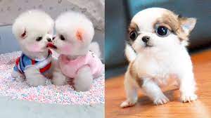 baby dogs cute and funny dog videos
