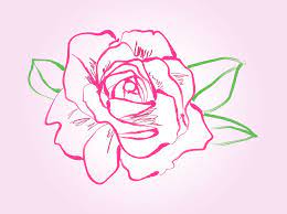 rose drawing vector vector art