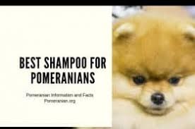 How Old Is Your Pomeranian