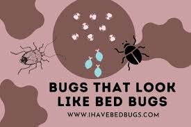 bed bugs 12 insects mistaken