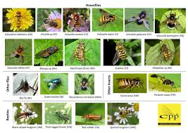 Cpp Flies And Other Insects Id Guide Cross Pollination Project