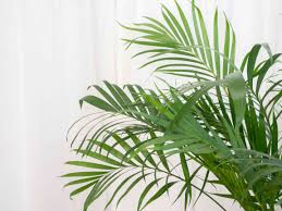 9 types of palm plants to grow indoors