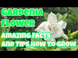 Gardenia Flower Amazing Facts Of