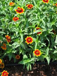 zinnias old and new dave s garden