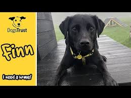 Meet Finn Dogs Trust Harefield