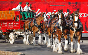 world famous budweiser clydesdales are