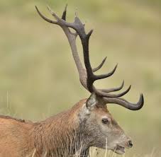 guide to the six british deer species