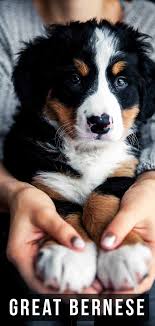 Check spelling or type a new query. Great Bernese The Great Pyrenees Bernese Mountain Dog Mix