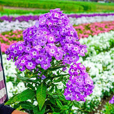 Spring Hill Nurseries Goliath Tall Garden Phlox Live Bareroot Perennial With Purple Flowers 5 Pack