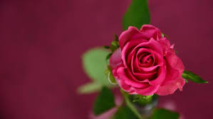 single pink rose wallpaper flowers hd