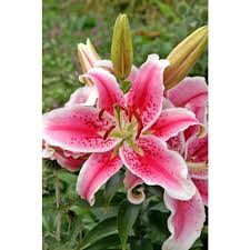 bloomsz stargazer oriental lily 3 pack