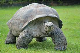tortoise as a pet everything you need
