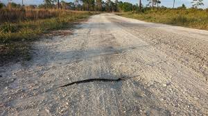 Image result for snake in dirt road