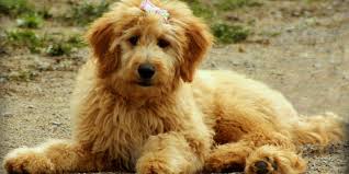 These straight coat black goldendoodle doesn't have the cute teddy bear look, but they don't need much maintenance, and they may need a weekly once brushing, unlike the curly goldendoodles. Goldendoodle Grooming Top Tips For How To Groom A Goldendoodle