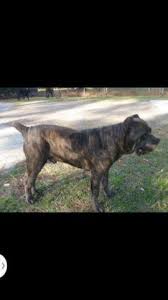 You asknowledge that you have researched the cane corso breed and are ready, able and willing to spend the necessary funds on proper health. Cane Corso Puppies For Sale For Sale In Humble Texas Classified Americanlisted Com