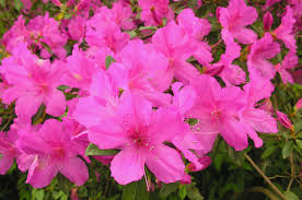 Since azaleas bloom on old wood, they produce never use electric hedge trimmers when pruning azaleas; Azalea Care Home Garden Information Center