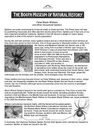 false black widows