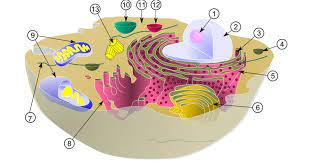 retículo endoplasmático liso