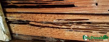 most common termite wood damage in your