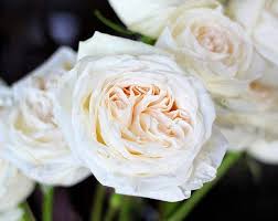 White Garden Rose Google Search