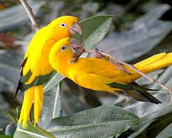 Yellow Parrot Wallpaper Hd For Mobile ...