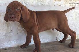 Outdoorsman vizslas is a small vizsla breeder in northern utah focusing on producing exceptional vizsla puppies with family friendly temperaments, loving and affectionate personalities, and strong desires to hunt hard. Boomer Vizsla Puppy For Sale Near Houston Texas 9e341de4 A191