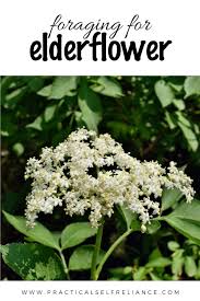 Same day or next day delivery is available. Foraging Elderflower Elderflower Edible Wild Plants Edible Flowers