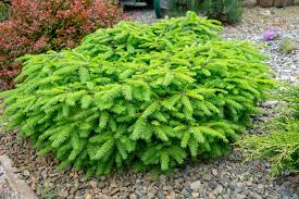diffe types of bushes and shrubs