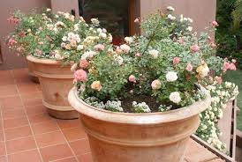 Roses In Pots Ludwig S Roses