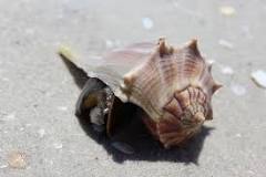 Can you tell how old a conch shell is?