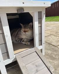 grey outdoor cat kennel outside cat