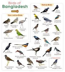 list of birds found in desh with