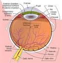 Anatomy of the Eye | Kellogg Eye Center | Michigan Medicine