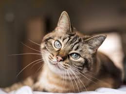 With or without their mother cat, a kitten should grow steadily, at certain rates, and a variety of changes should occur within a certain time frame. How Old Is Your Cat In Human Years
