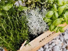 Indoor Herb Garden Bringing Fresh