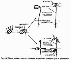 Seed Germination Types With Diagram