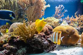 prevent algae in your fish tank