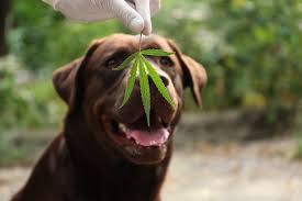 Although pet anxiety is one of the most common reasons for pet owners to reach for cannabidiol, there are a myriad of for the cbd purist in your pet, we recommend organic cbd isolate pet treats. Cbd For Dogs Best Cbd Dog Treats In 2020 The Ultimate Buying Guide Chron Events The Austin Chronicle