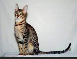 Серенгети (порода кошек) — Википедия