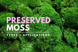 Preserved Moss Best Types And Creative