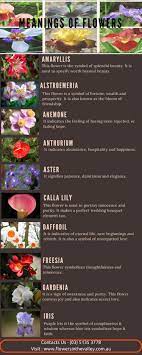 meanings of flowers visual ly
