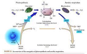 Solved Photosynthesis Chloroplast H H
